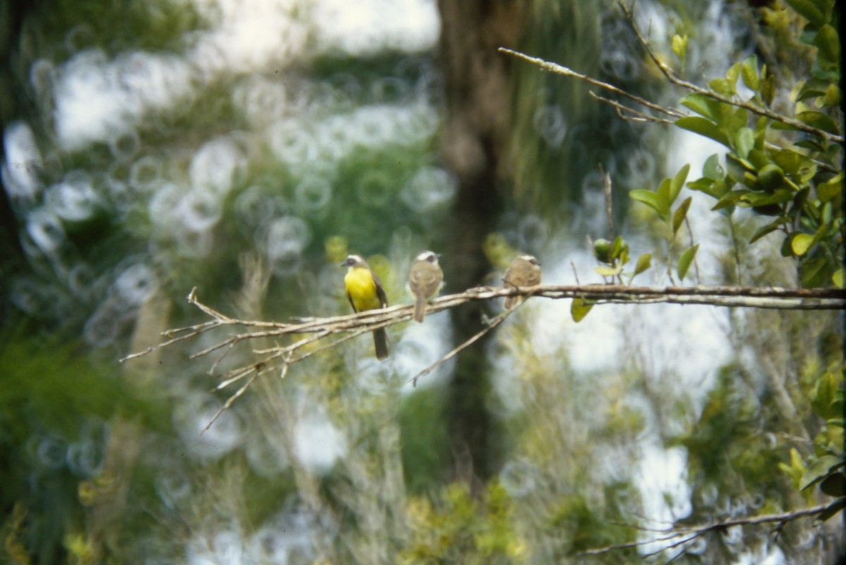 Social Flycatcher - ML644060214