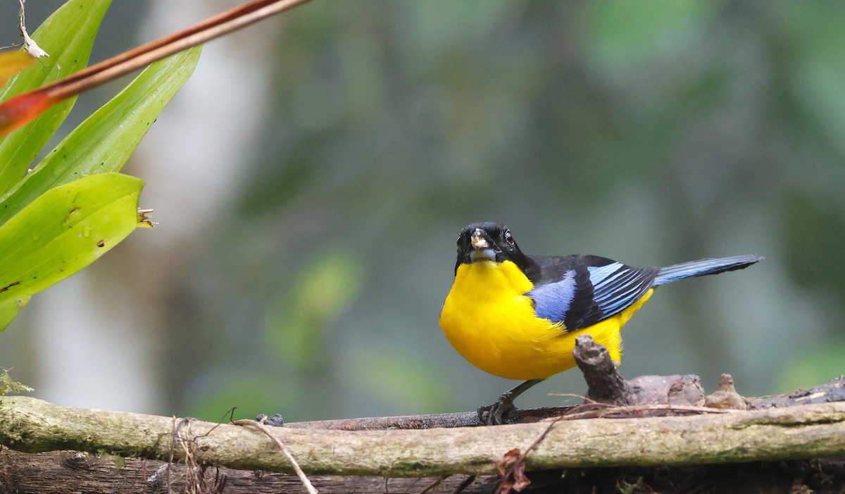 Blue-winged Mountain Tanager - ML644060223