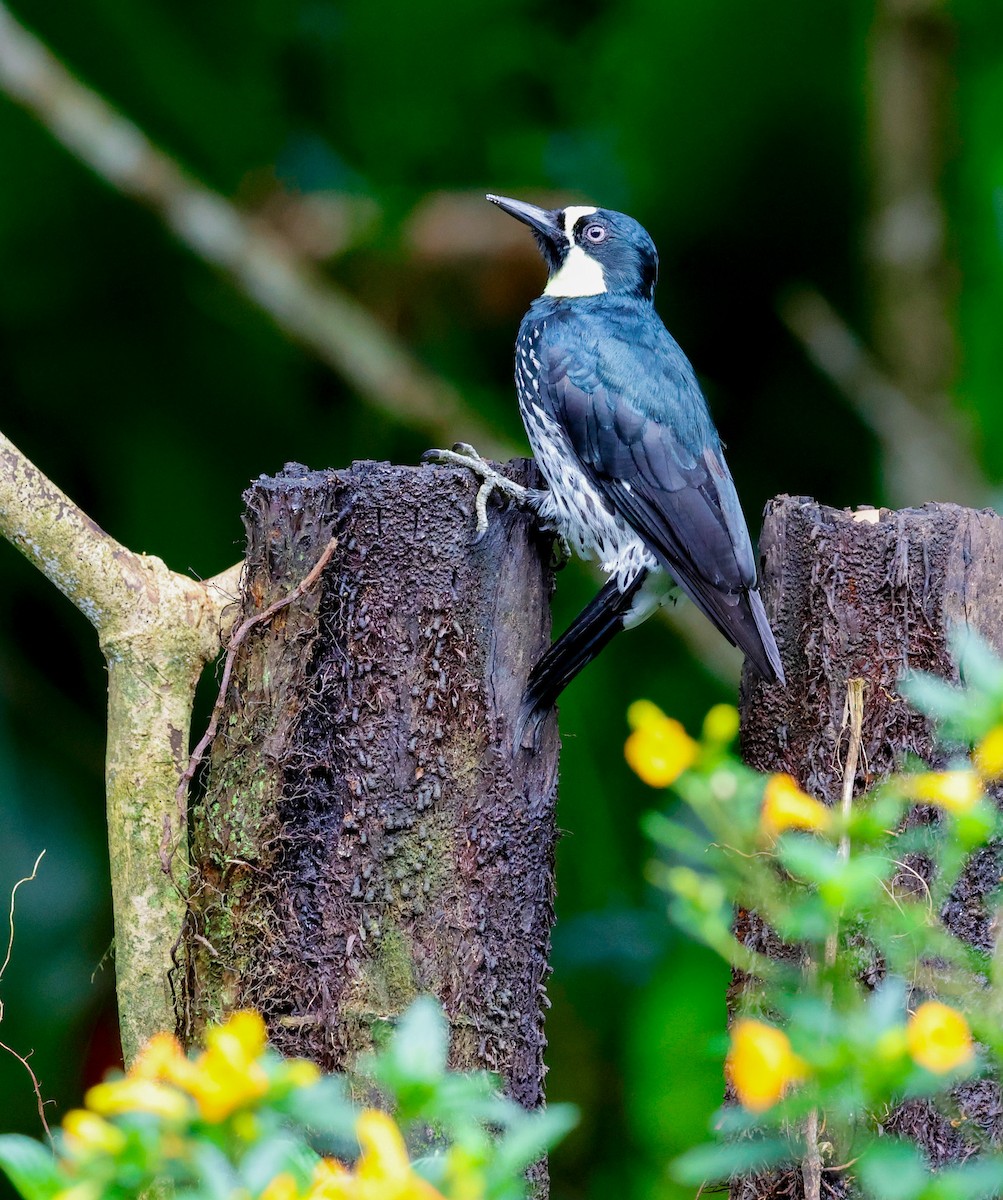 Acorn Woodpecker - ML644060240