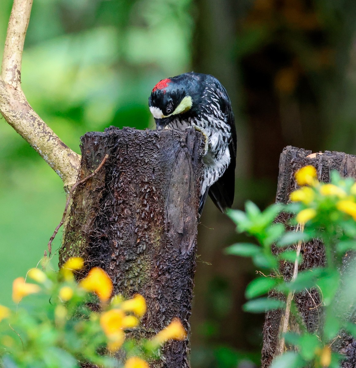 Acorn Woodpecker - ML644060241