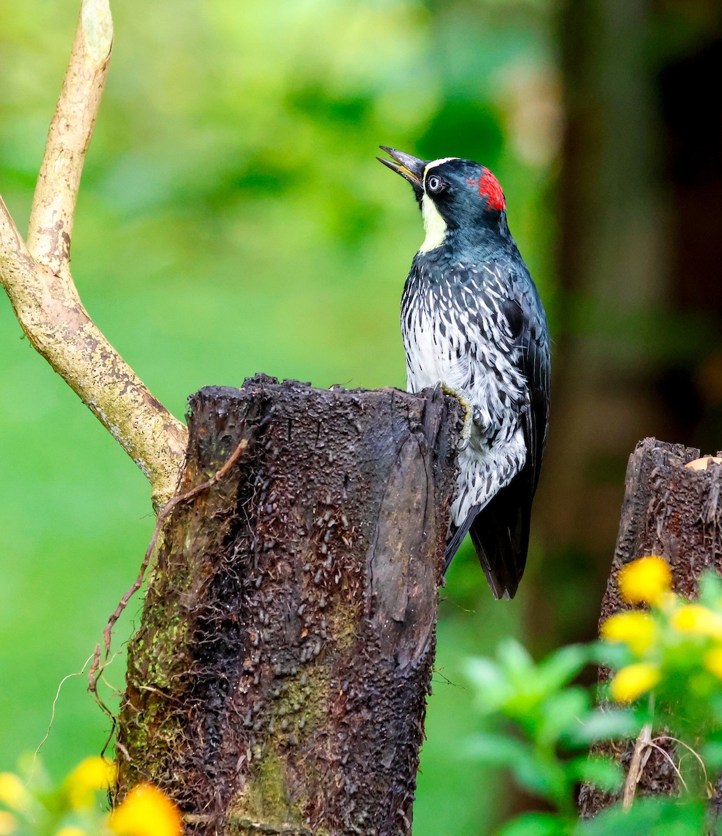 Acorn Woodpecker - ML644060242