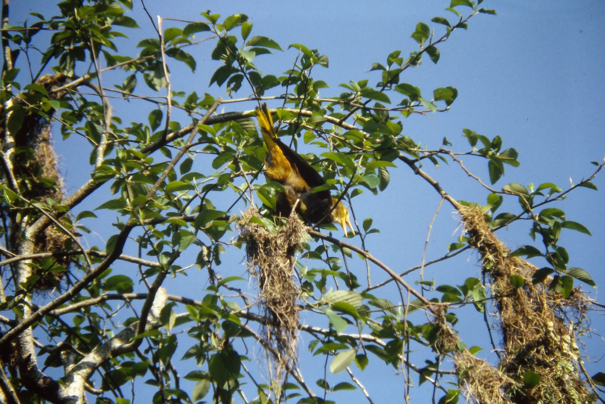 Russet-backed Oropendola - ML644060248