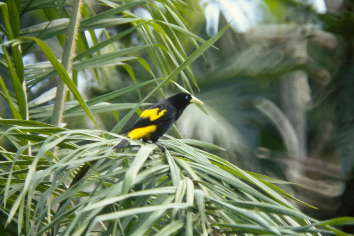Yellow-rumped Cacique - ML644060260