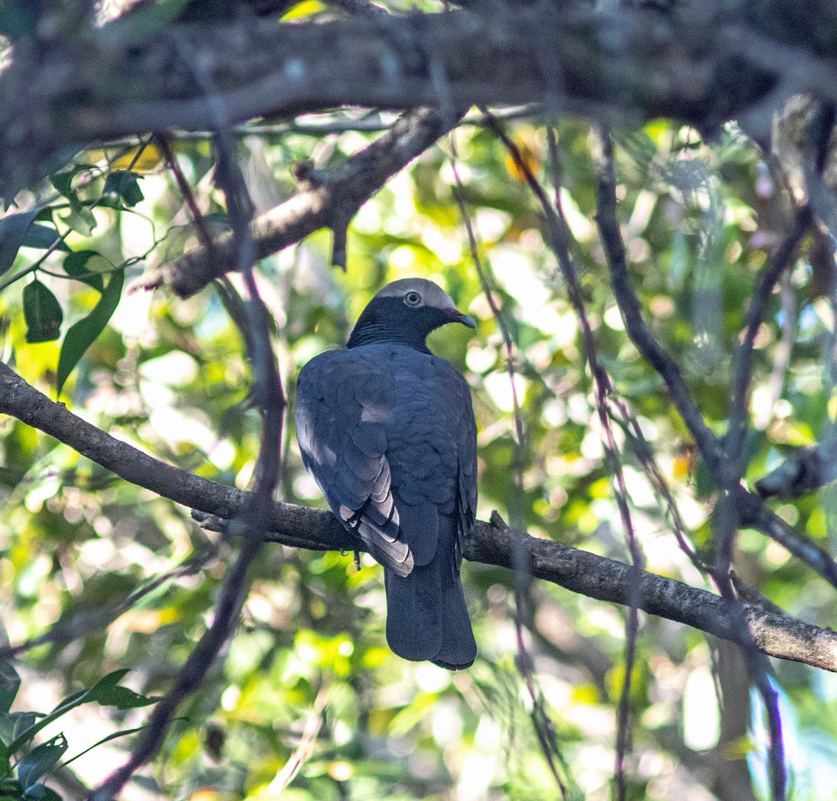 White-crowned Pigeon - ML644060265