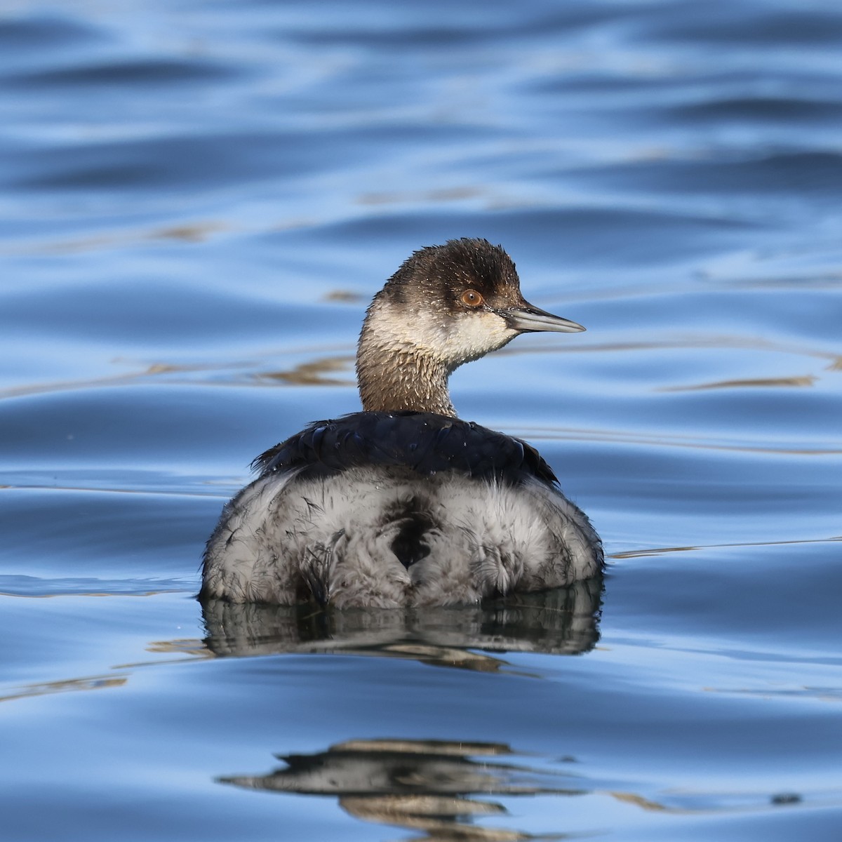Eared Grebe - ML644060267