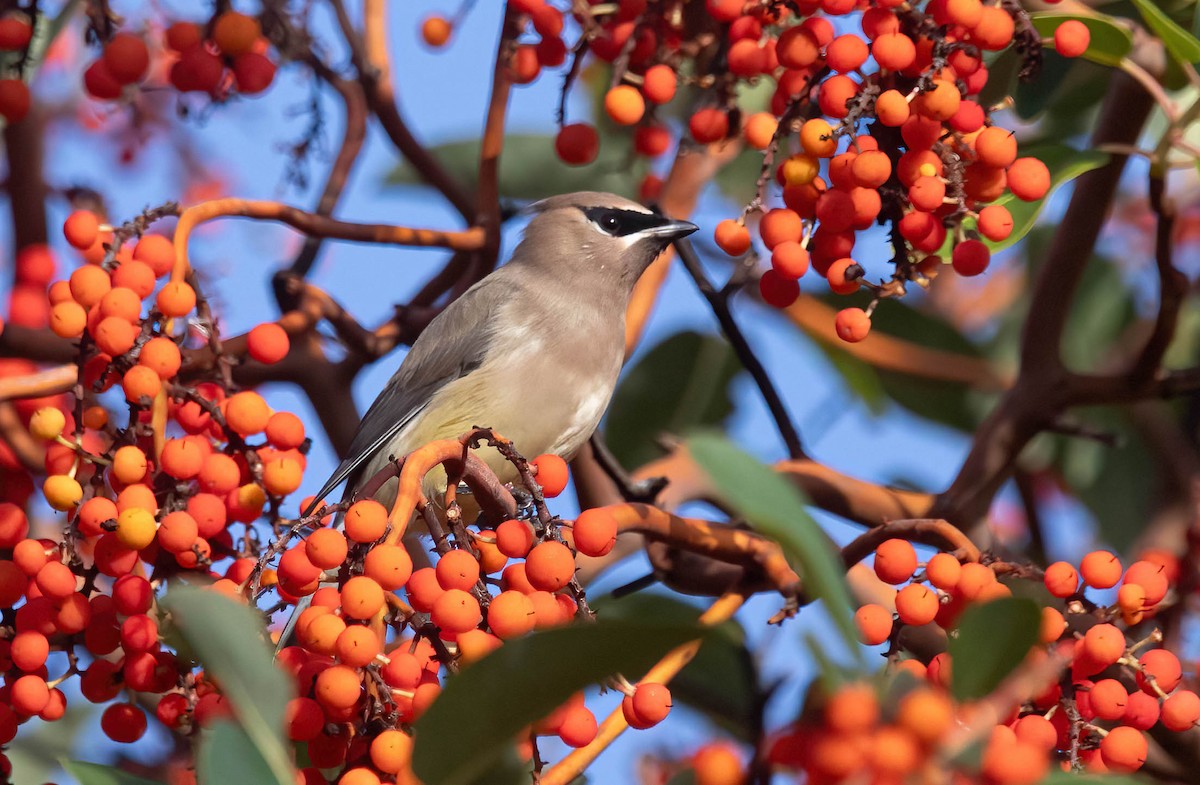 Cedar Waxwing - ML644060279