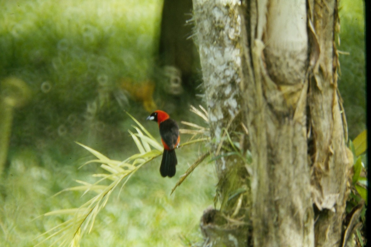 Masked Crimson Tanager - ML644060280