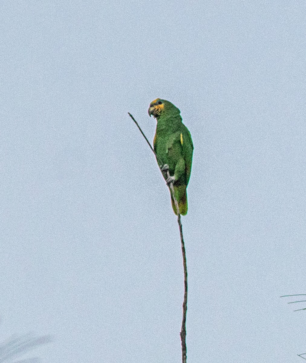 Orange-winged Amazon - ML644060286