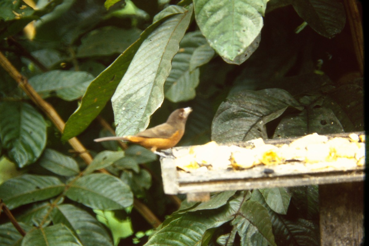 Silver-beaked Tanager - ML644060298