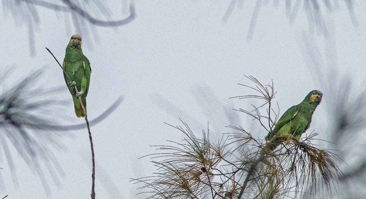 Orange-winged Amazon - ML644060300