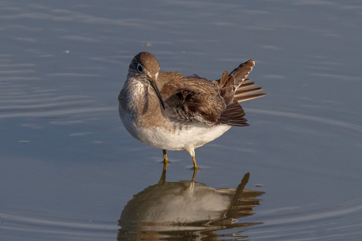 Solitary Sandpiper - ML644060307