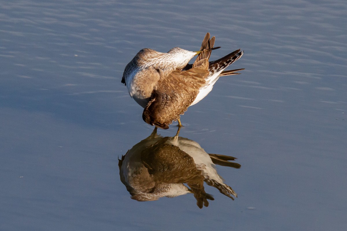 Solitary Sandpiper - ML644060308