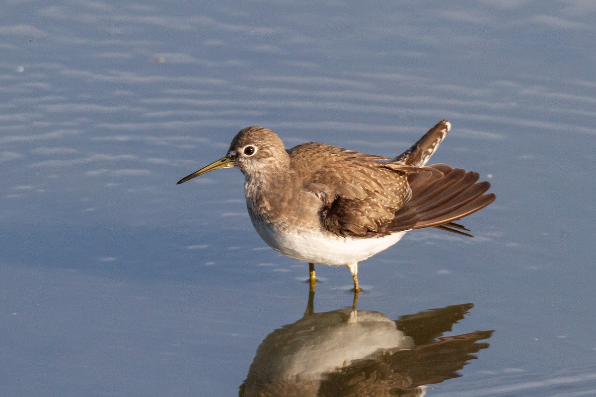 Solitary Sandpiper - ML644060309