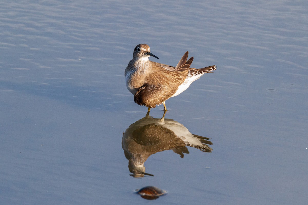 Solitary Sandpiper - ML644060310