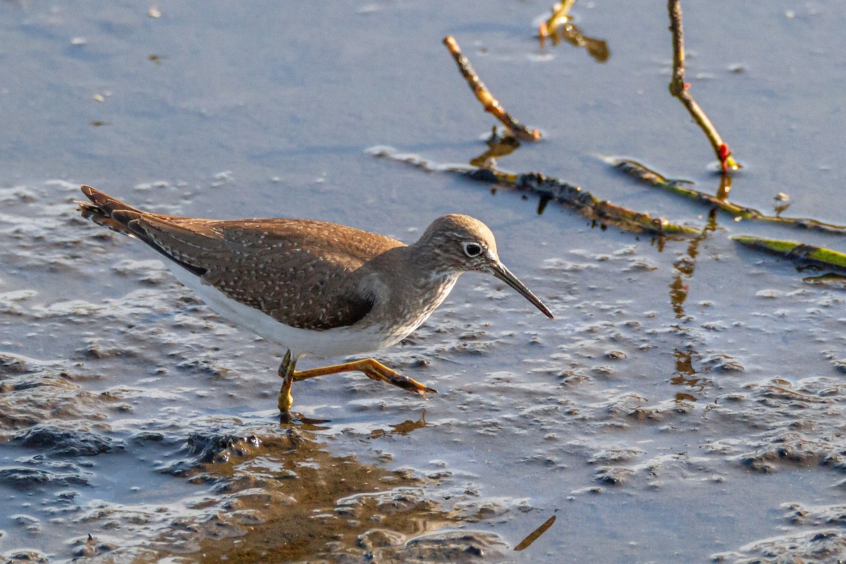 Solitary Sandpiper - ML644060311