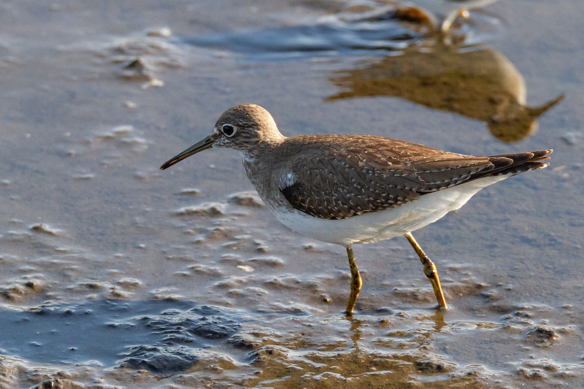 Solitary Sandpiper - ML644060312