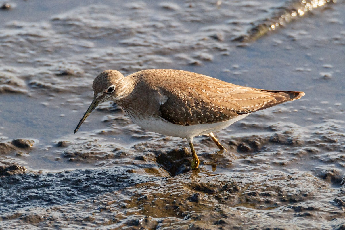 Solitary Sandpiper - ML644060313