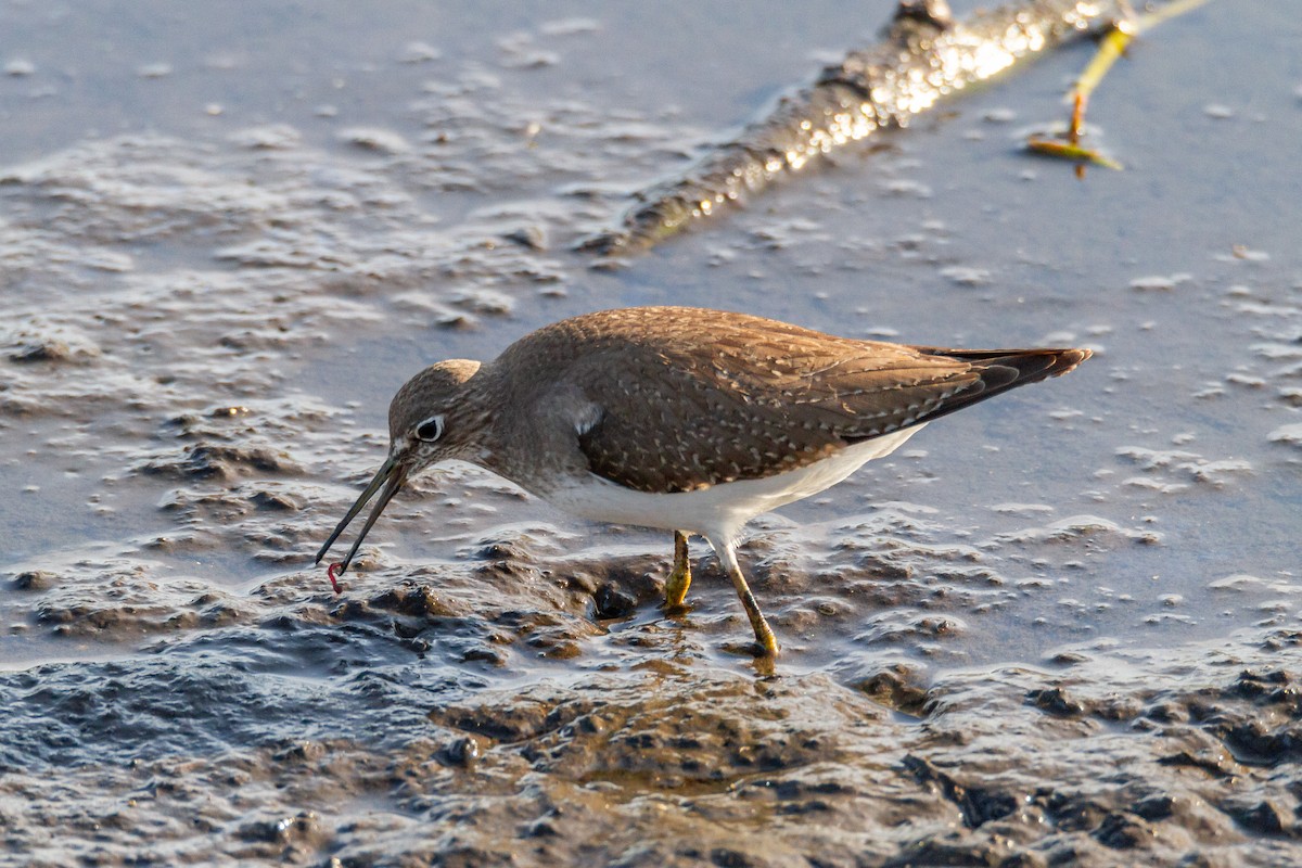 Solitary Sandpiper - ML644060314