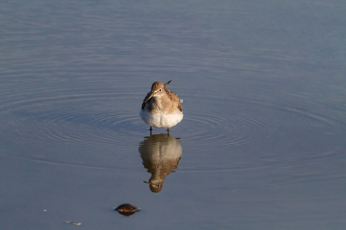 Solitary Sandpiper - ML644060315