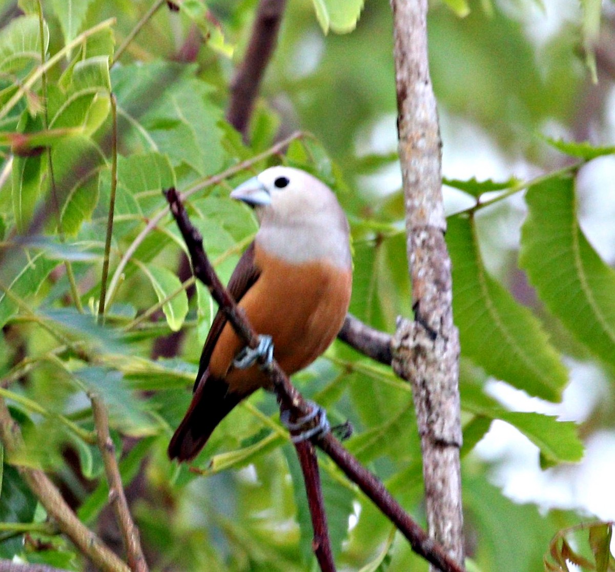 Pale-headed Munia - ML644060319