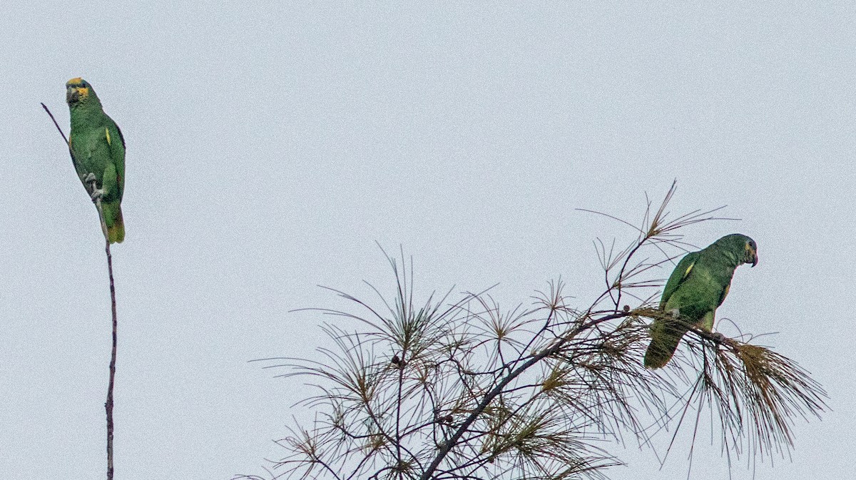 Orange-winged Amazon - ML644060320