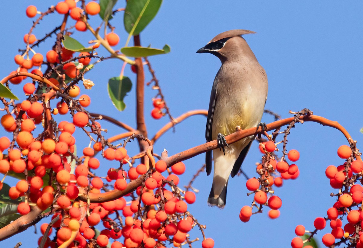 Cedar Waxwing - ML644060333