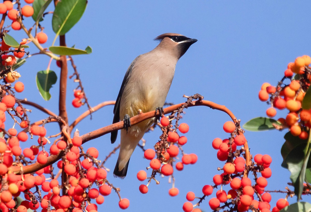 Cedar Waxwing - ML644060334