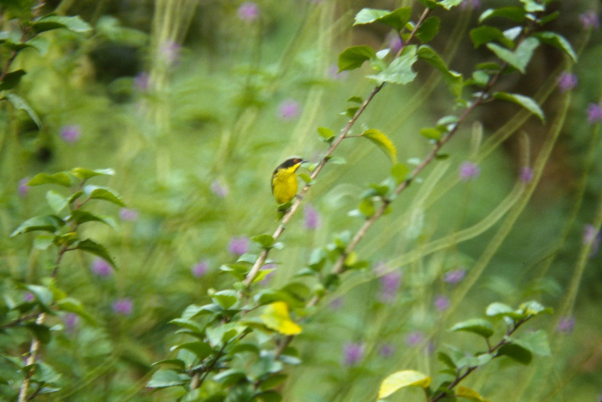 Yellow-bellied Dacnis - ML644060336