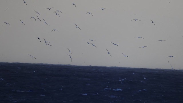 Mouette tridactyle - ML644060337