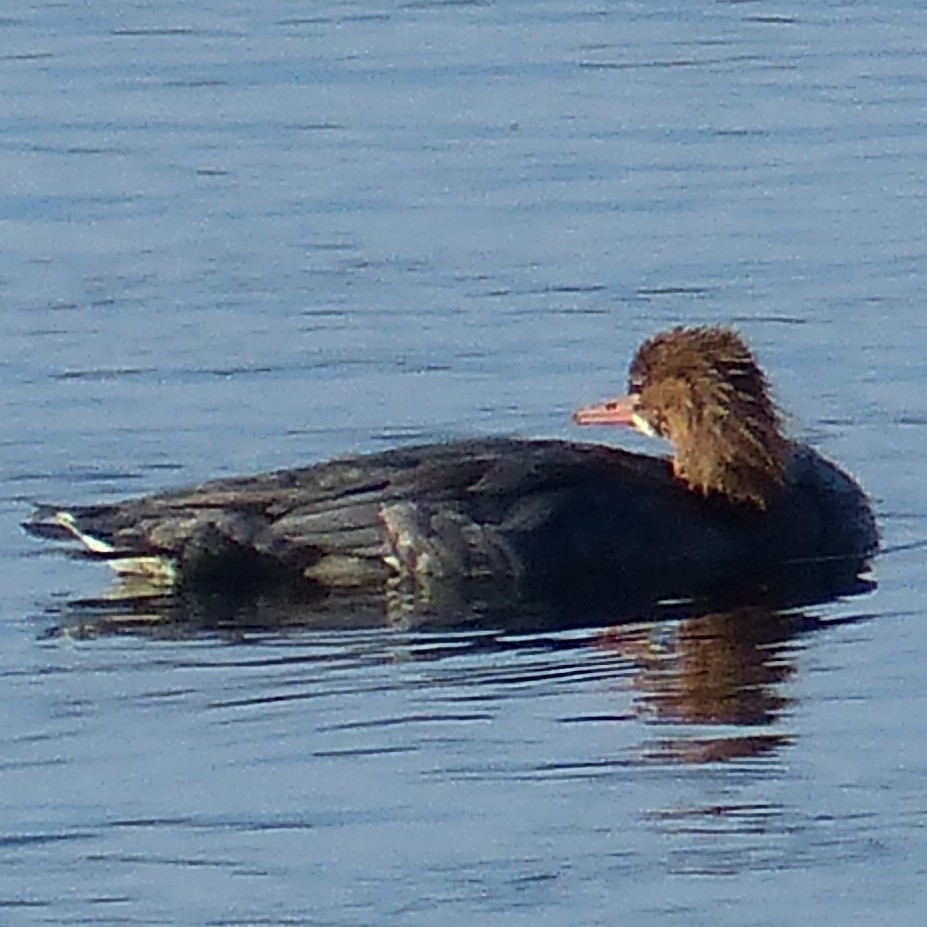 Хумхин бохио - ML644060347