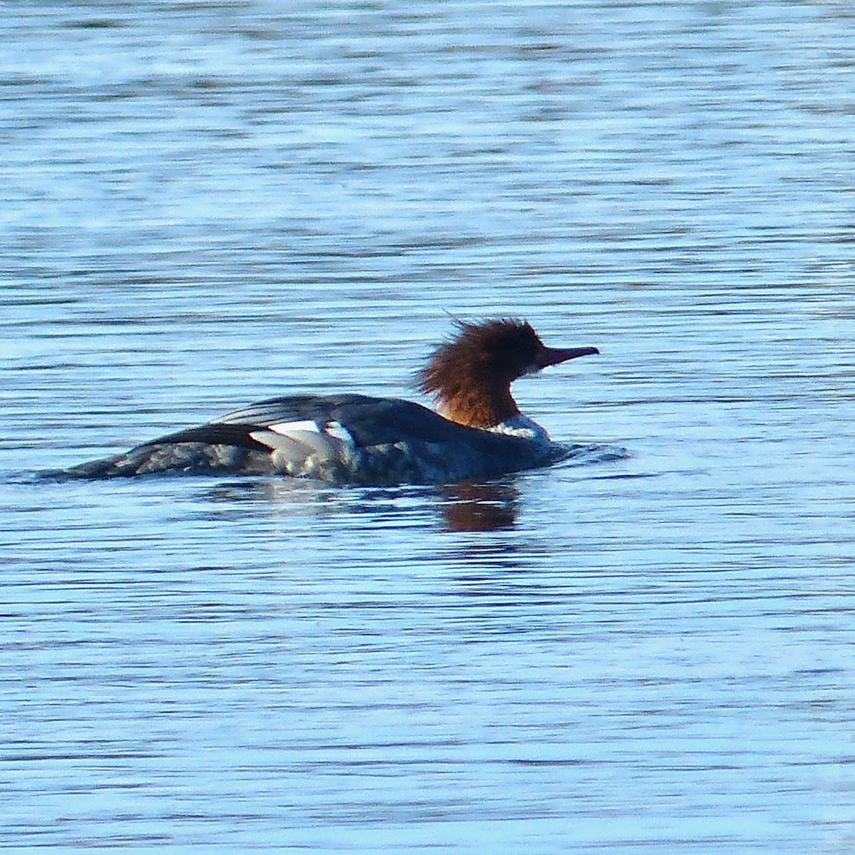 Хумхин бохио - ML644060348