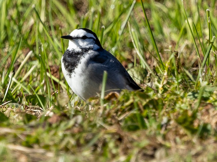 Хөх цэгцгий - ML644060354