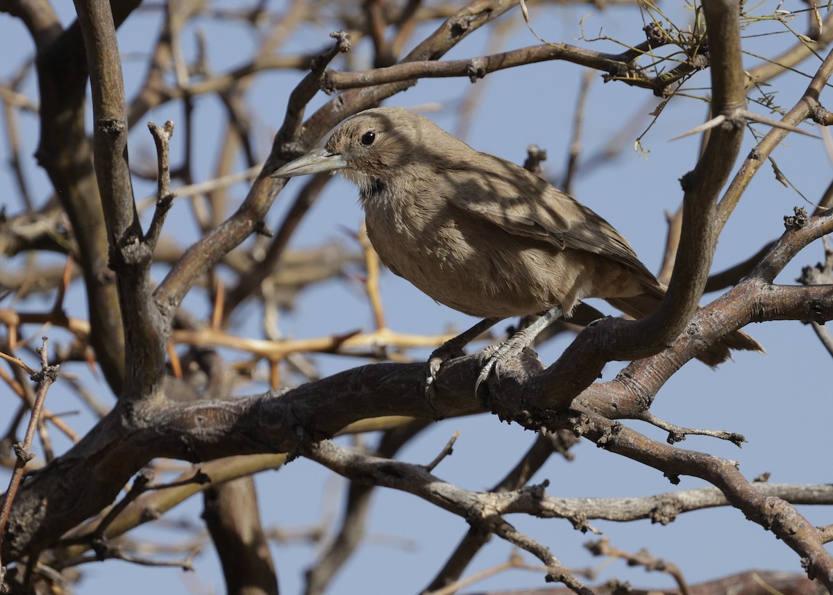 ノドジロエボシカマドドリ - ML644060356