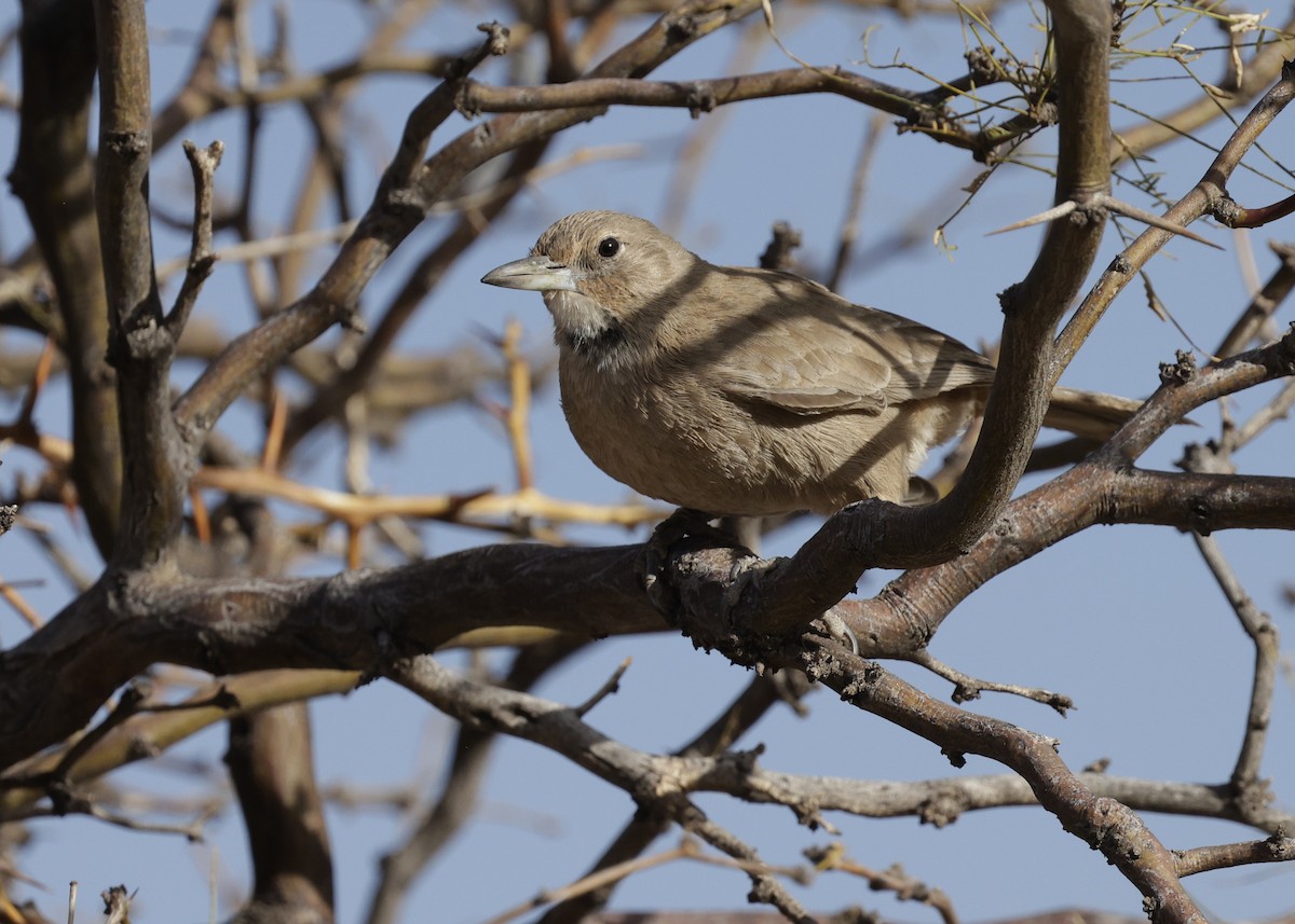 ノドジロエボシカマドドリ - ML644060357