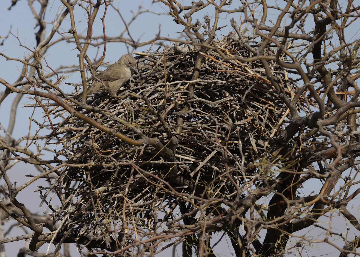 ノドジロエボシカマドドリ - ML644060358