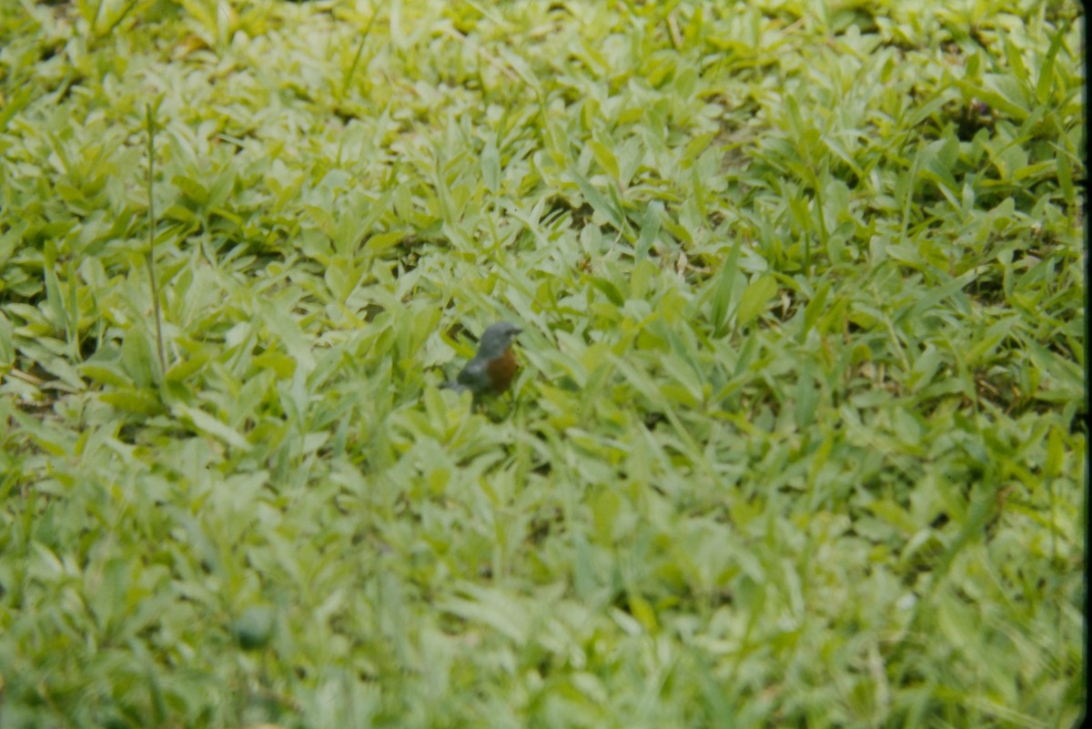 Chestnut-bellied Seedeater - ML644060365