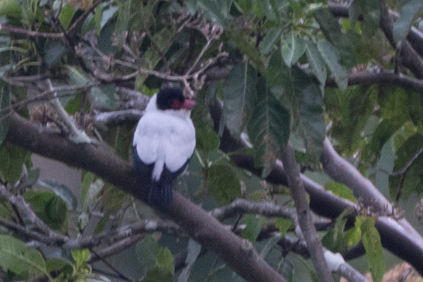 Black-tailed Tityra - ML644060370
