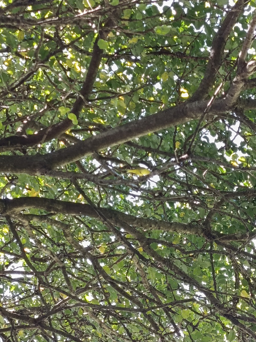 Yellow Warbler - ML644060381