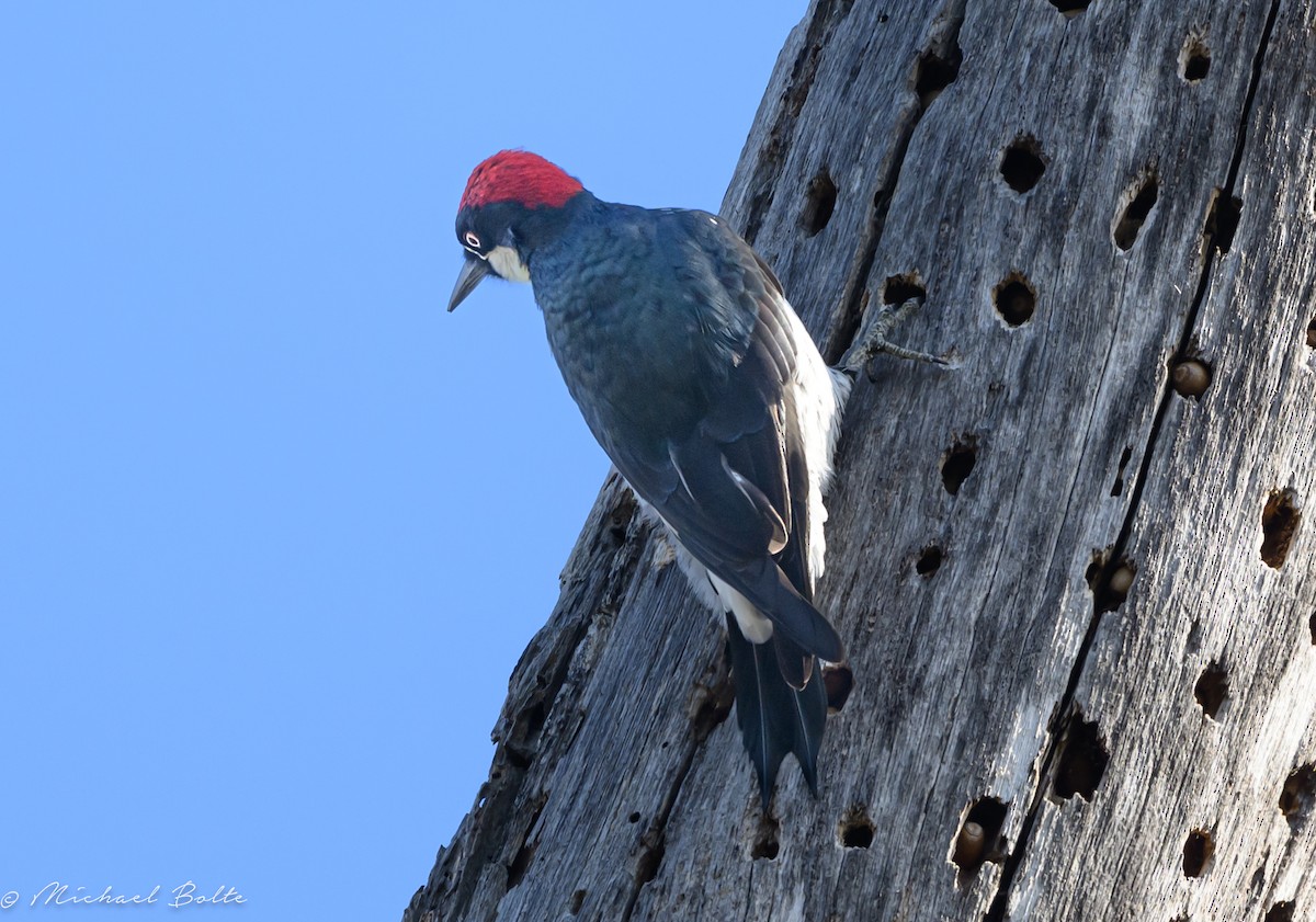 Acorn Woodpecker - ML644060383