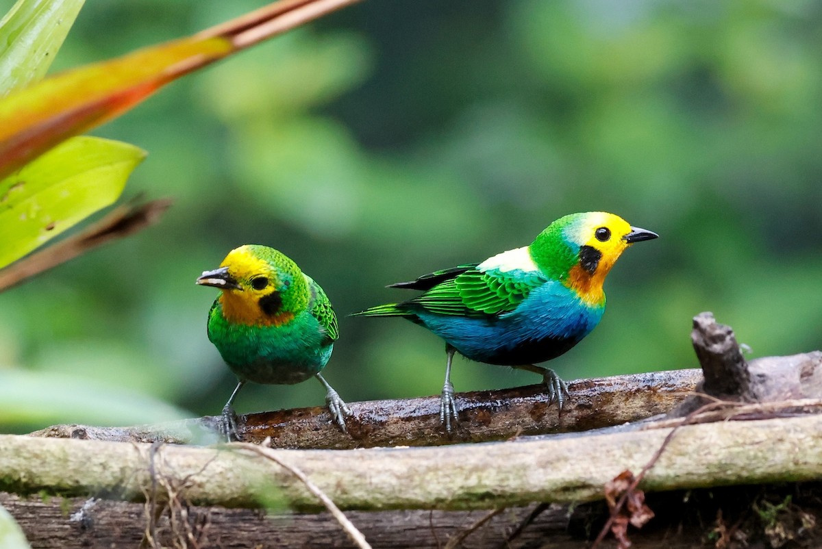 Multicolored Tanager - ML644060392