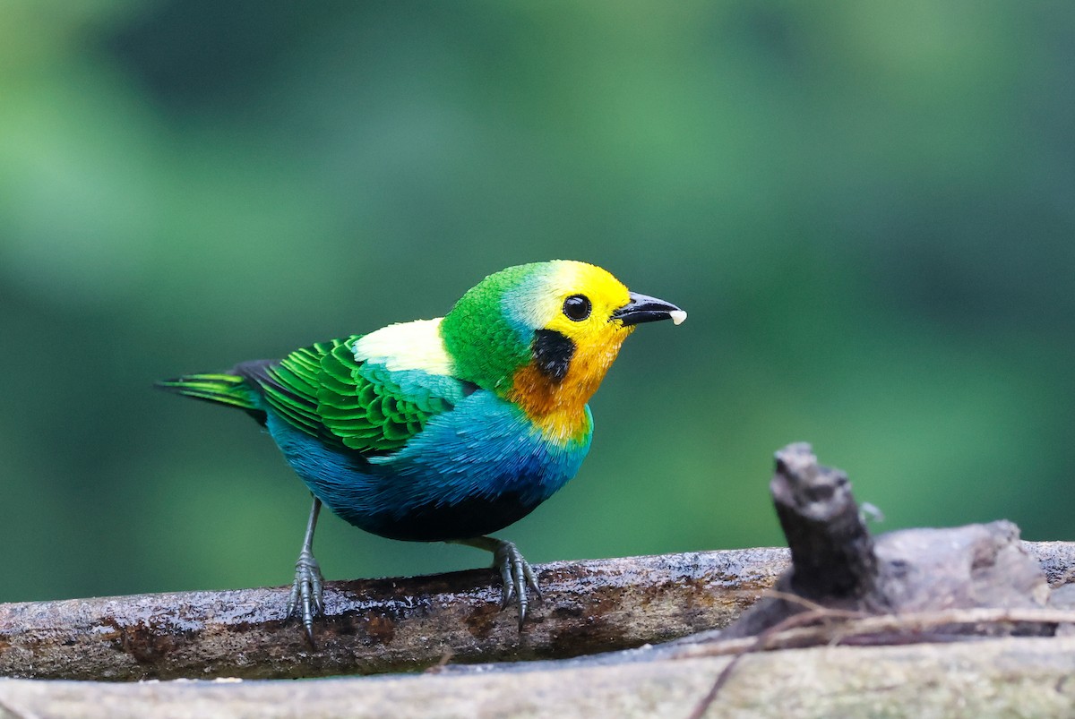 Multicolored Tanager - ML644060393