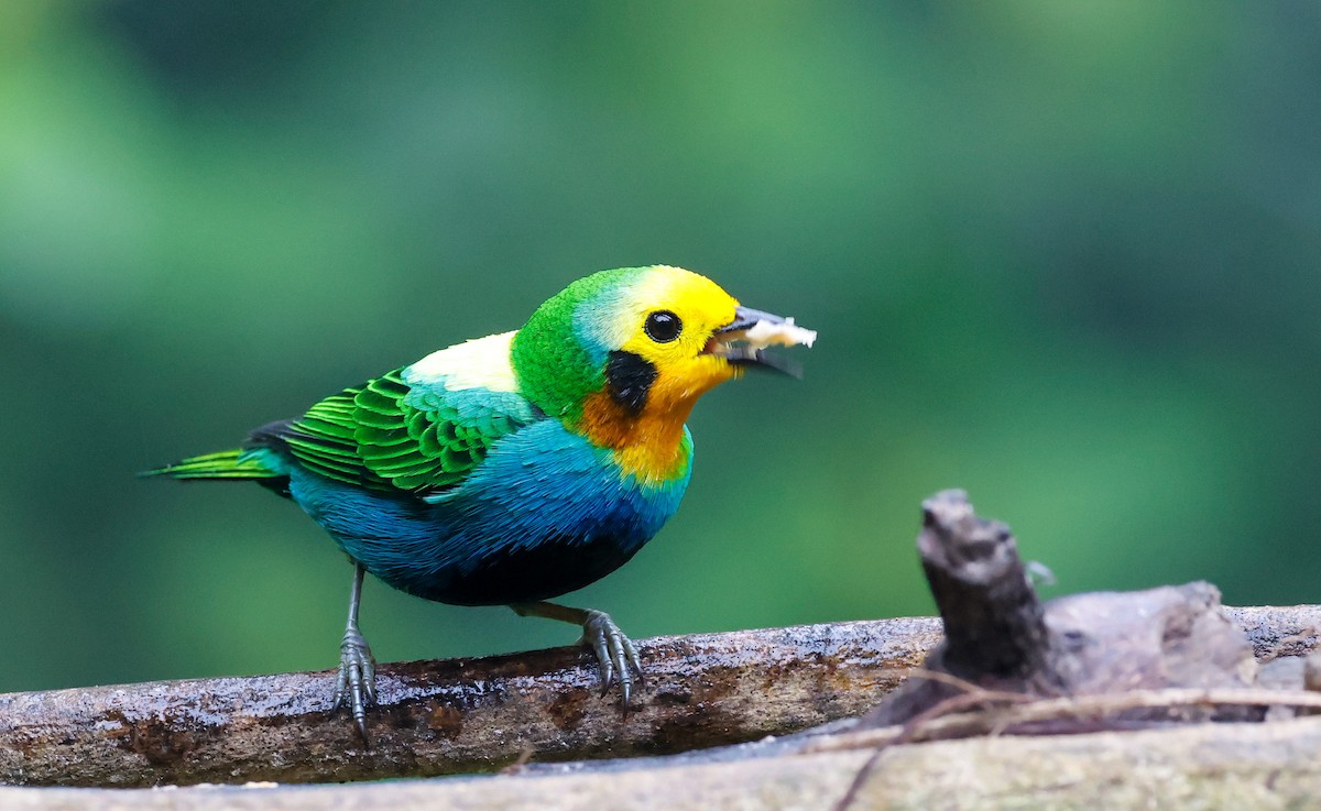 Multicolored Tanager - ML644060394