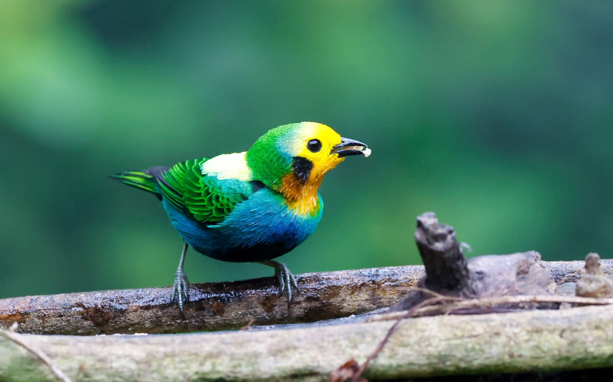 Multicolored Tanager - ML644060395