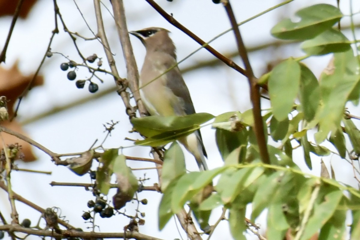 Cedar Waxwing - ML644060397