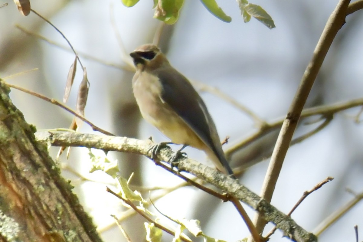 Cedar Waxwing - ML644060398