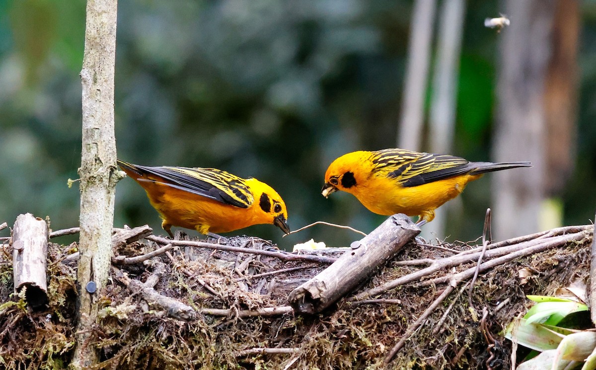 Golden Tanager - ML644060412