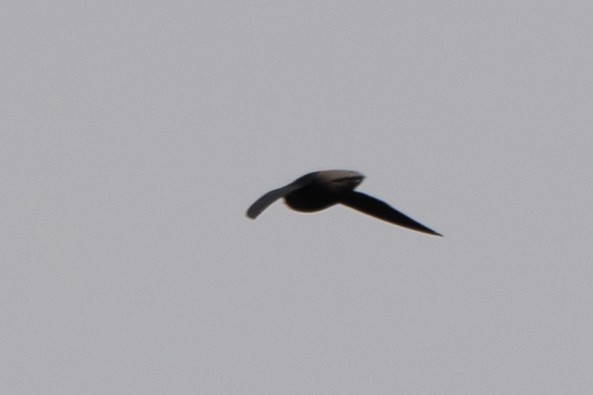 Short-tailed Swift - ML644060442