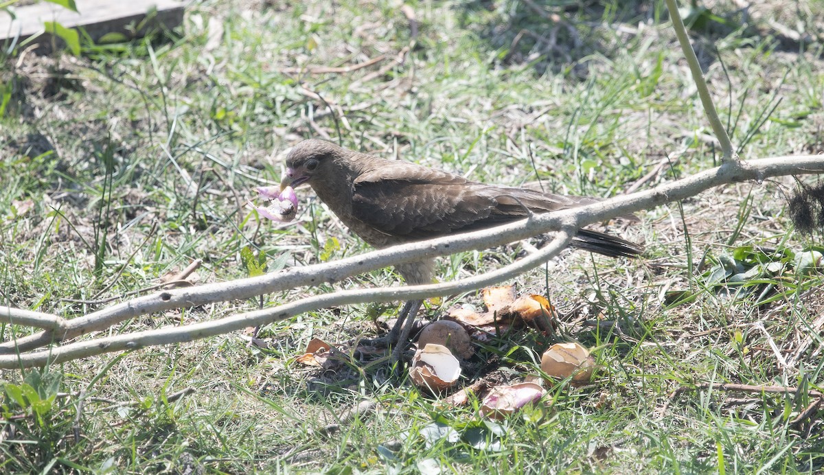 Yellow-headed Caracara - ML644060453