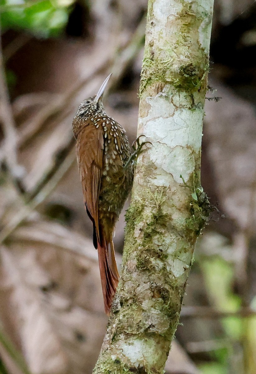 Montane Woodcreeper - ML644060476