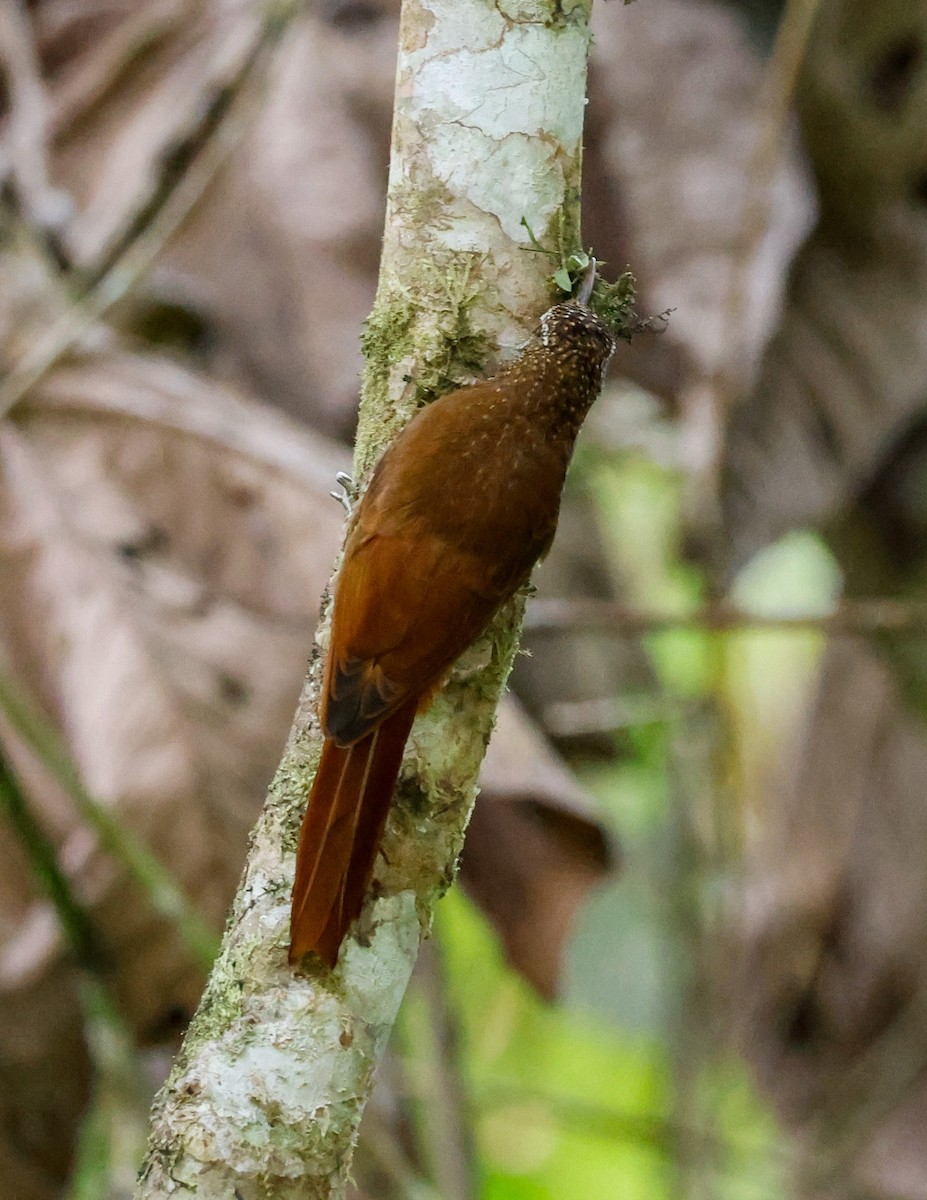 Montane Woodcreeper - ML644060477